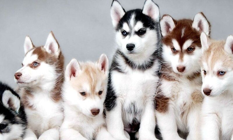 veritatis-consequatur-ea-voluptatum-voluptatibus-unde-odio